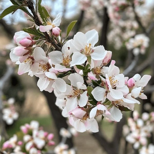 AIO Almond Tree - Image 2