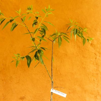 AIO Almond Tree - Image 3