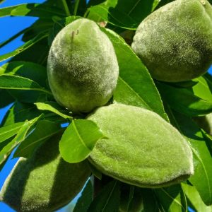 IXL Almond Tree