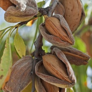 Ne Plus Ultra Almond Tree