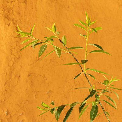 Ne Plus Ultra Almond Tree - Image 2
