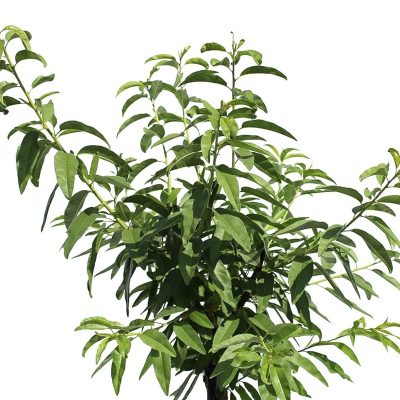 Nonpareil Almond Tree - Image 2