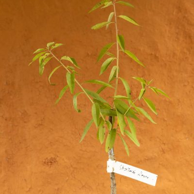 Shalimar Almond Tree - Image 2