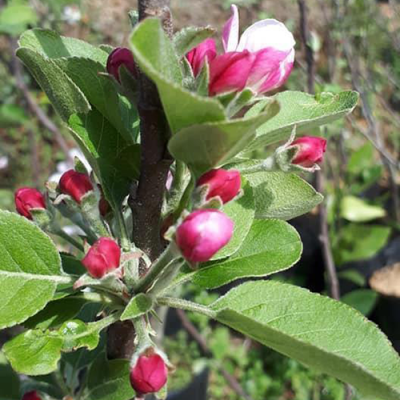 Anna apple flowers