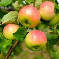 Anna apple fruits