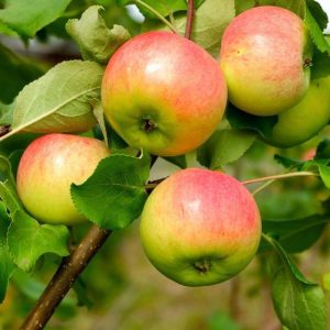 Anna apple fruits