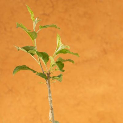 Chanango Strawberry Apple Tree - Image 3