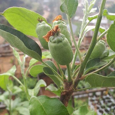 Chanango Strawberry Apple Tree - Image 2