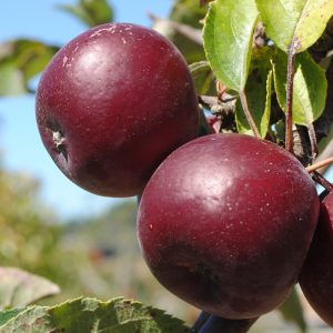 Chocolate Apple Tree