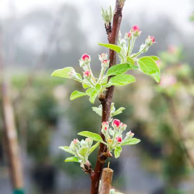 Ein Shemer Apple Tree - Image 2