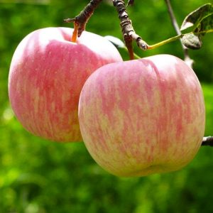 Fuji Apple Tree
