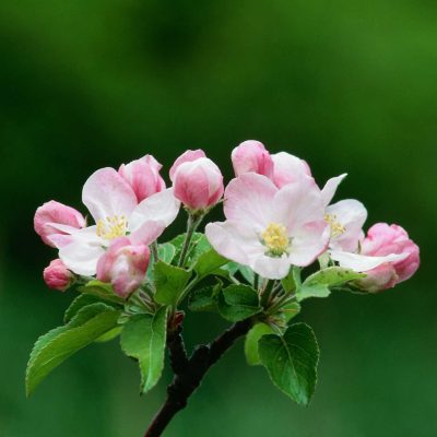 Gala Apple Tree - Image 2