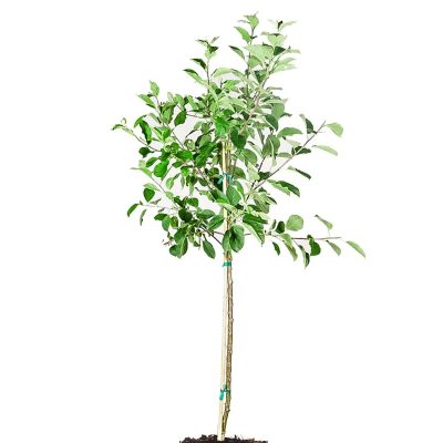 Gala Apple Tree - Image 3
