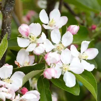 Golden Delicious Apple Tree - Image 2