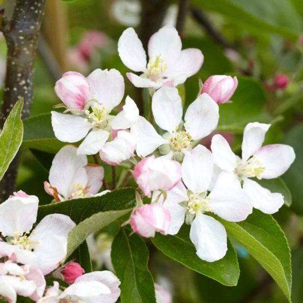 Golden Delicious Apple Tree - Image 2