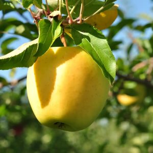 Golden Delicious Apple Tree