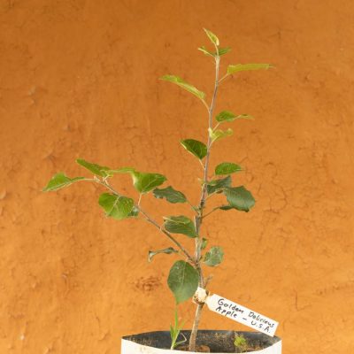 Golden Delicious Apple Tree - Image 3