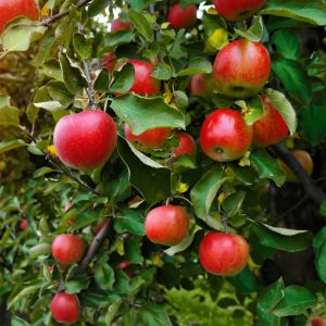 Naomi Apple Tree