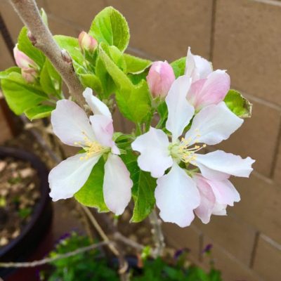 Pettingill Apple Tree - Image 2