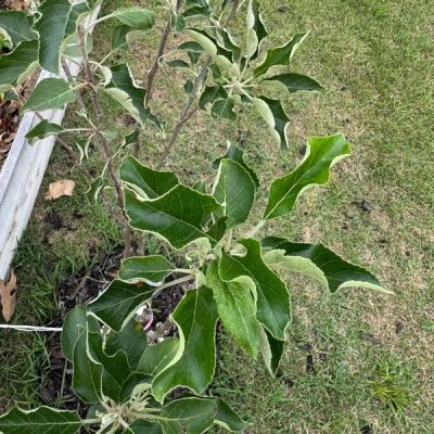 Pettingill Apple Tree - Image 3