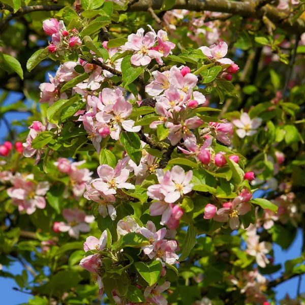 Sundowner Apple Tree - Image 2