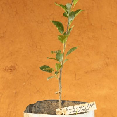 Sundowner Apple Tree - Image 3