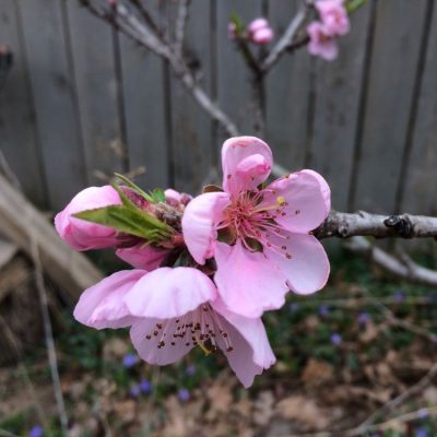 Apricot Tree - Image 2