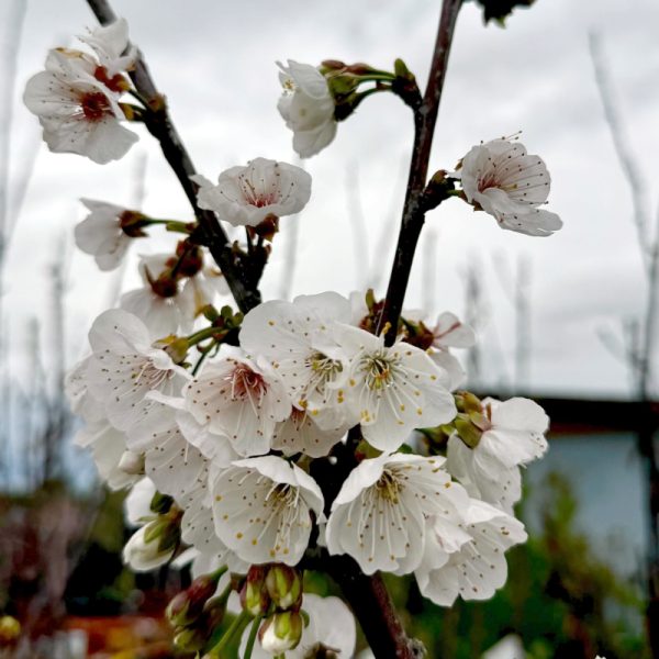 Royal Lee Cherry Tree - Image 2