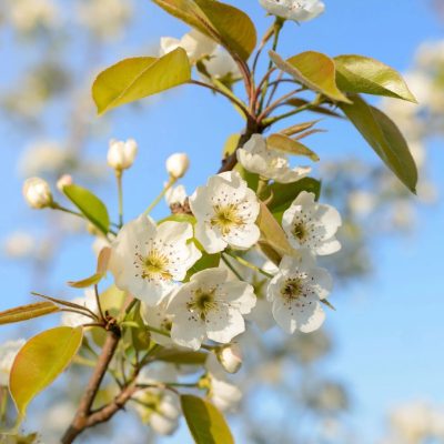 Stella Cherry Tree - Image 2