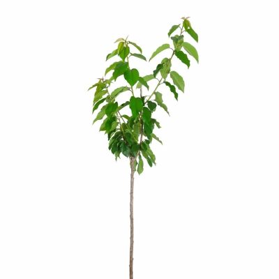 Stella Cherry Tree - Image 3
