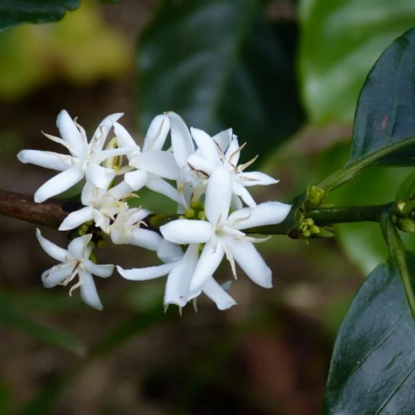 Red Cattura Coffee Tree - Image 2