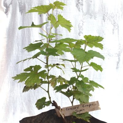 Concord Grape Tree - Image 2
