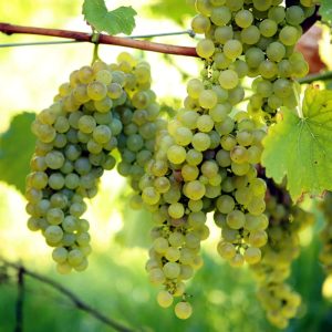 French Grape Tree