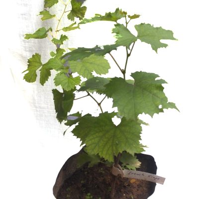 French Grape Tree - Image 2