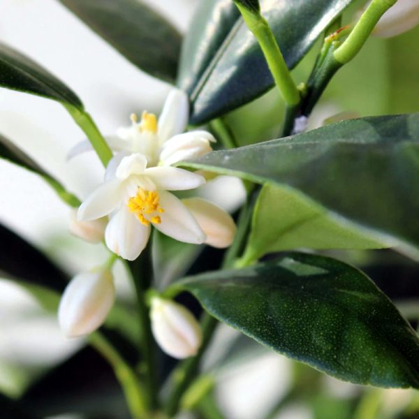 Kumquat Tree - Image 2