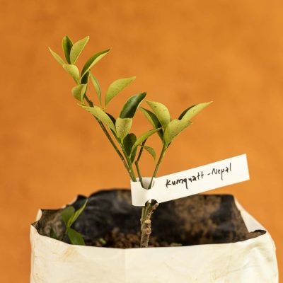 Kumquat Tree - Image 3