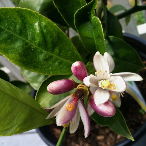 Meyer Lemon Tree - Image 2