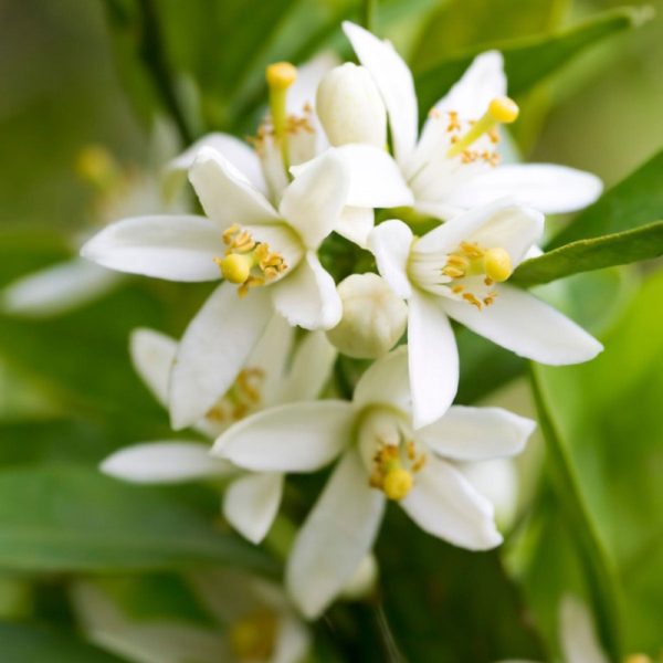 Key Lime Tree - Image 2