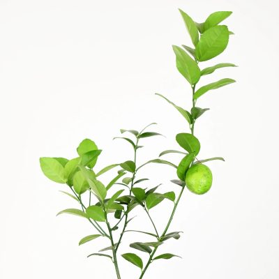 Key Lime Tree - Image 3