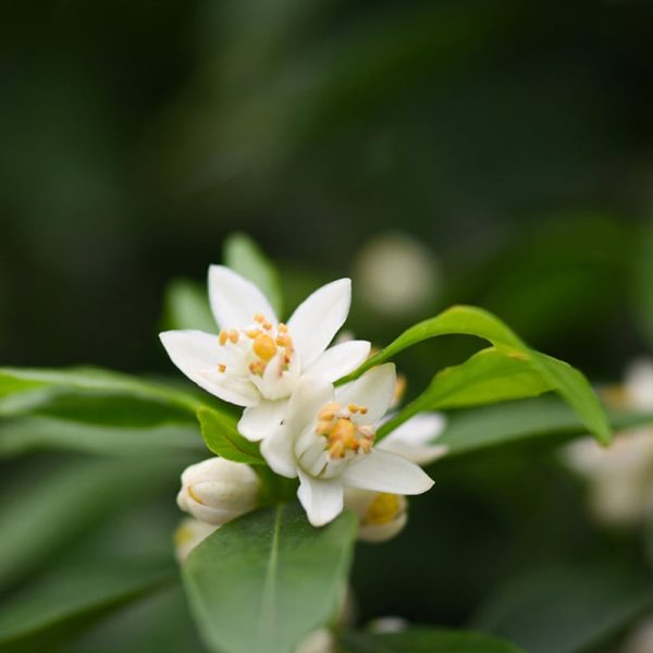 Ponkan Mandarin Tree - Image 2