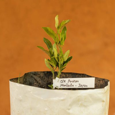 Ponkan Mandarin Tree - Image 3