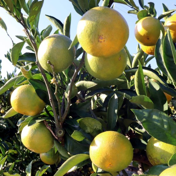 Unshu Mandarin Tree