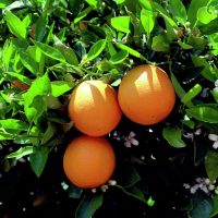 Nu Tara Orange Tree