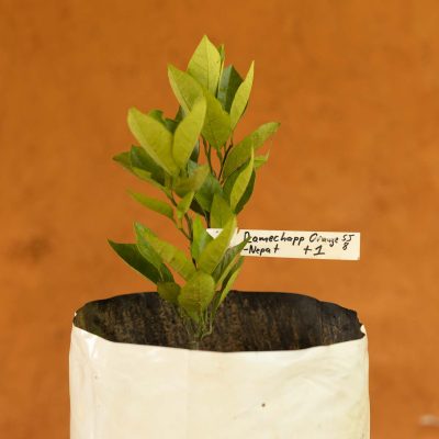 Ramechhap Orange Tree - Image 2