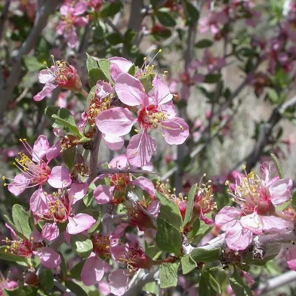 Desert Gold Peach Tree - Image 2