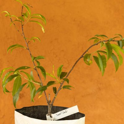 Desert Gold Peach Tree - Image 3