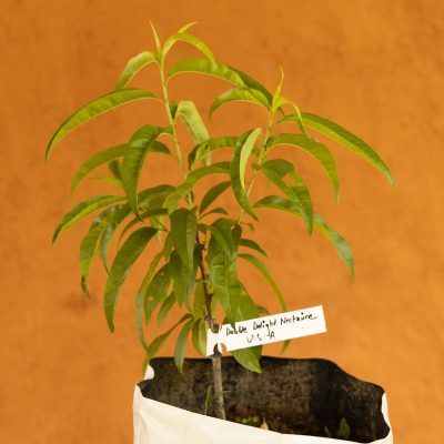 Double Delight Nectarine Tree - Image 3