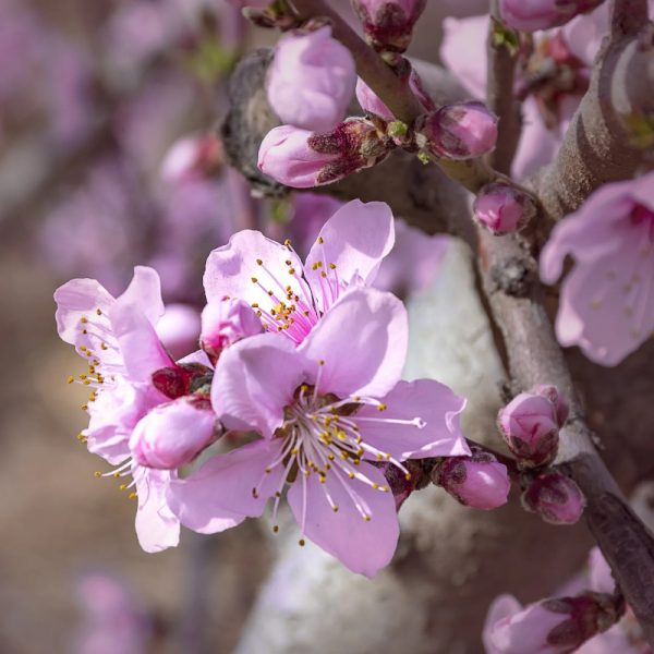 Elberta Peach Tree - Image 2