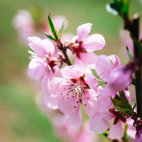 Japanese Peach Tree - Image 2