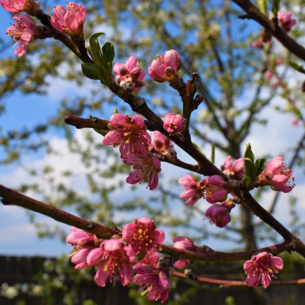 June Pride Peach Tree - Image 2